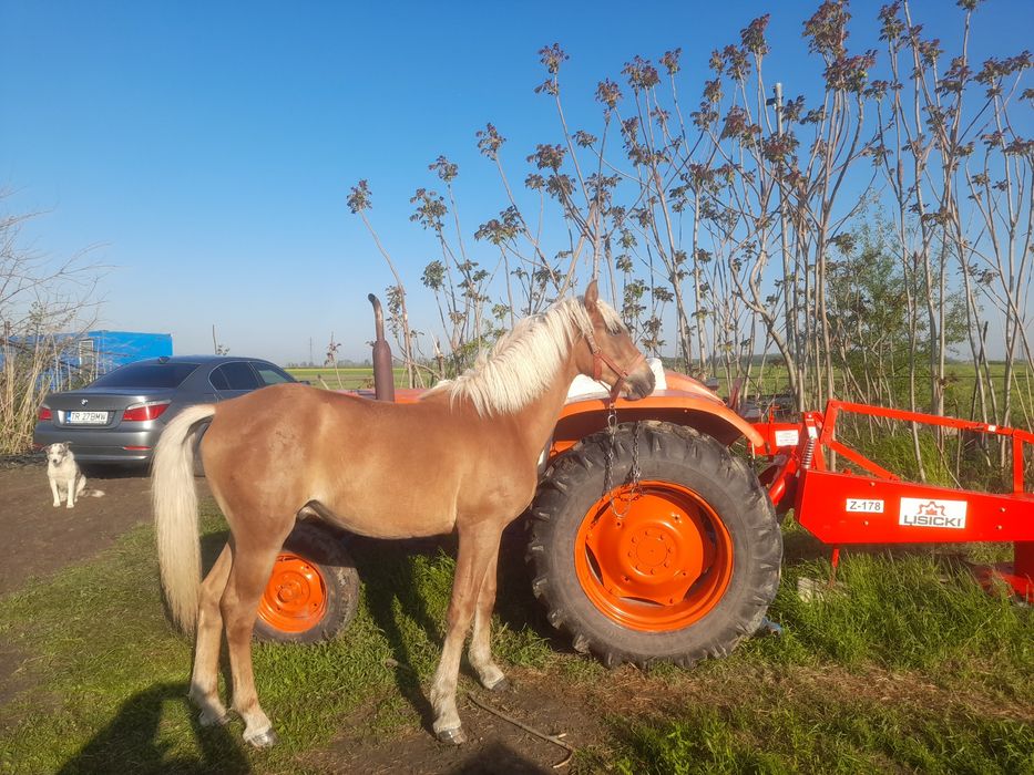 De Vânzare Mânz  din Cai Mari are 11 Luni Fac Schimb Cu Viței Tăurași