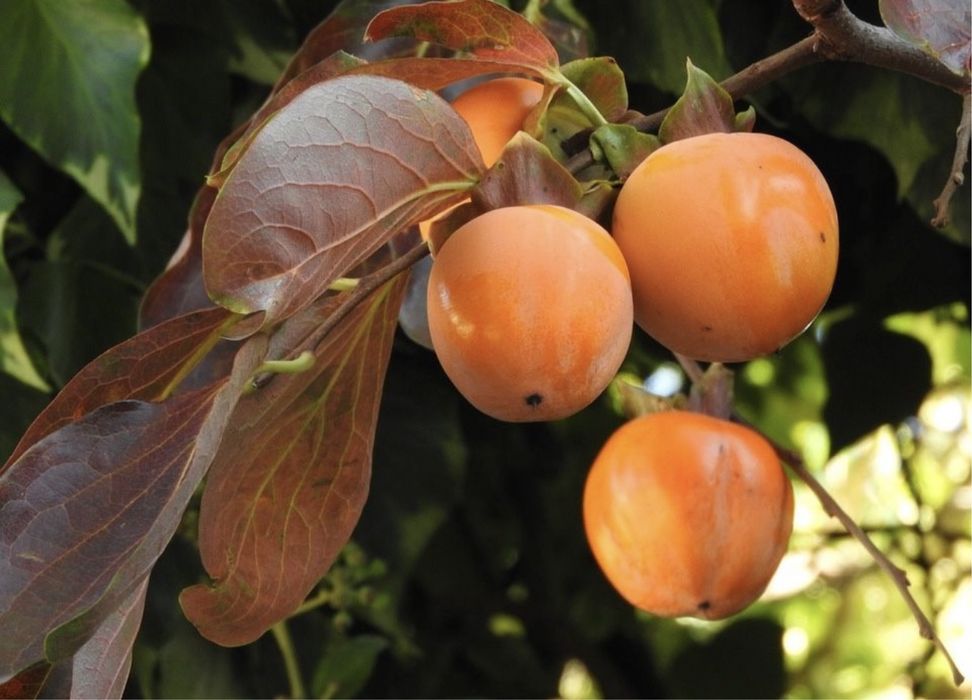 Pomi fructiferi columnari diverse soiuri