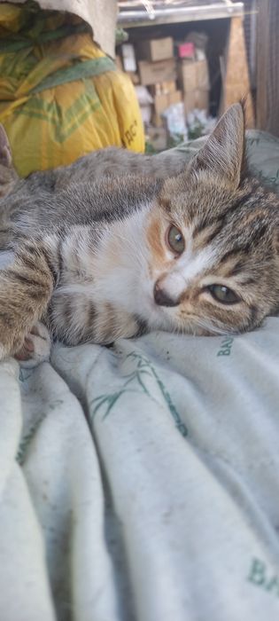Отдам котят в добрые руки