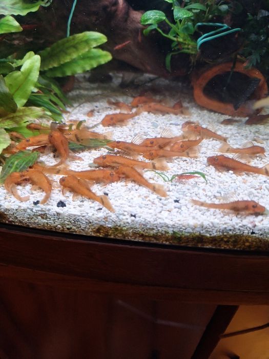 Анциструс Супер ред