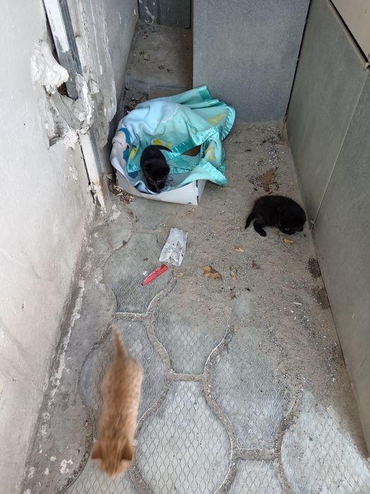 Кошка с котятами