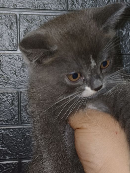 Отдам даром котят