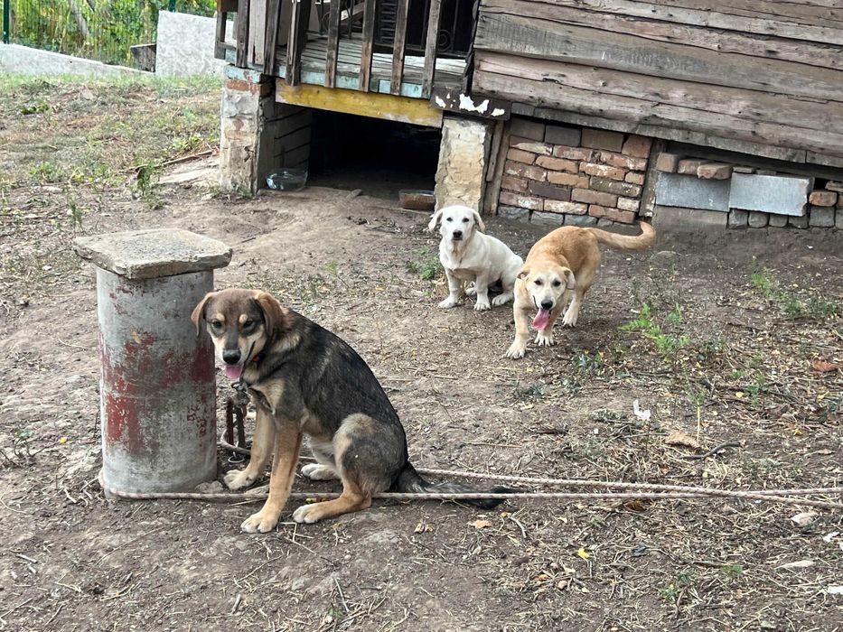 3 Кучета подарявам в чудесно здраве с ваксини кастрирани зона Русе
