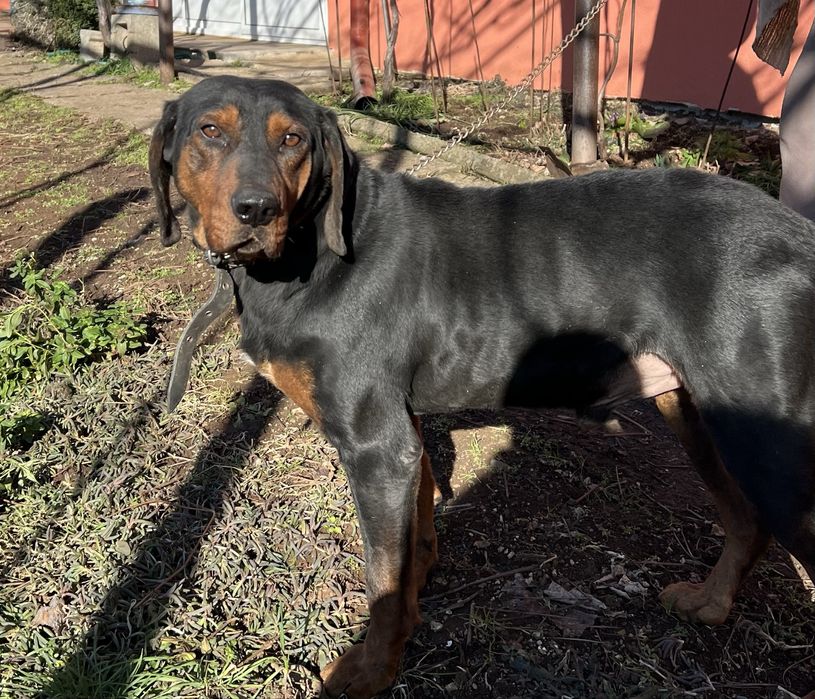 Продавам  зайчар