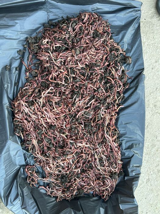 Momeala pescuit rame