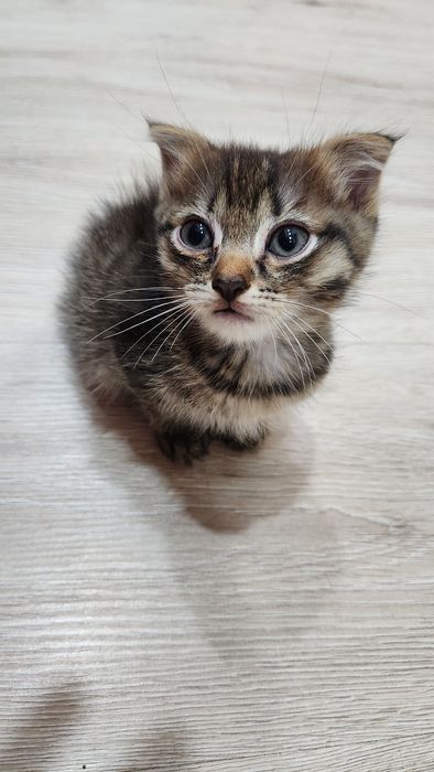 Отдадим котят в добрые руки