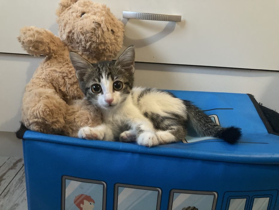 Котенок в добрые руки мальчик