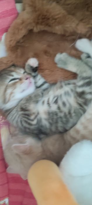 Отдам котят в добрые руки
