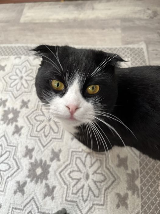 Отдам кота в добрые руки.                                            .