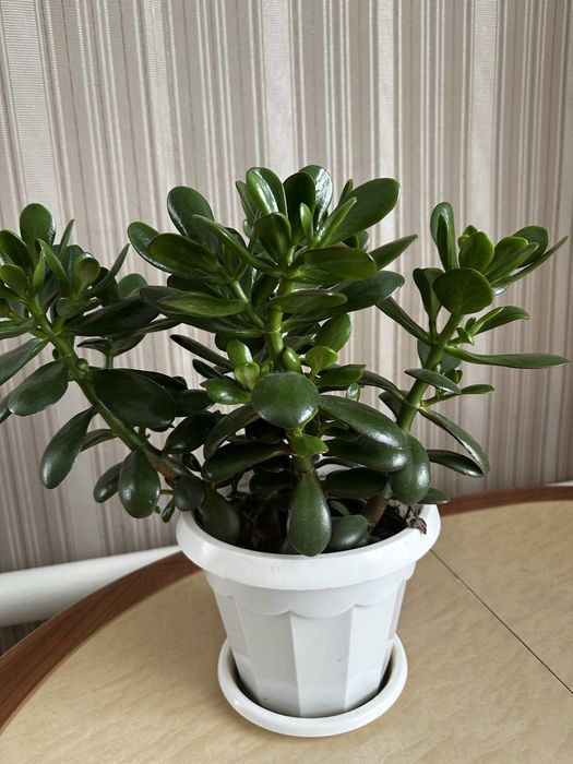 Продам денежное дерево