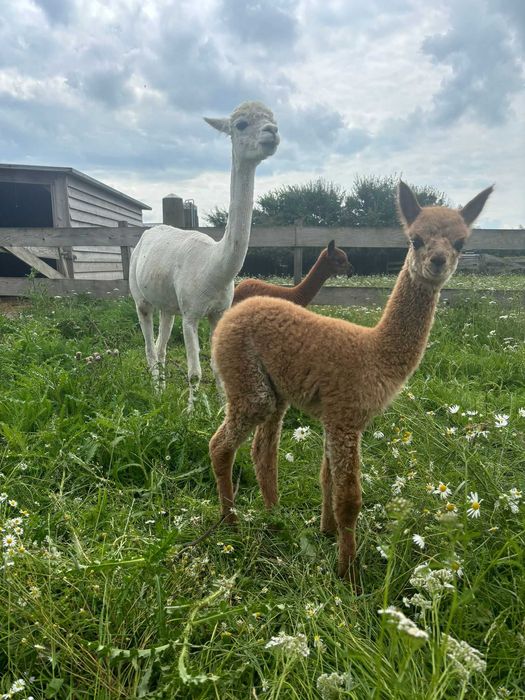 Vând Alpaca huacaya