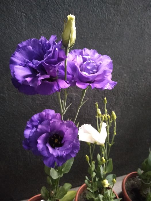 Эустома в горшках