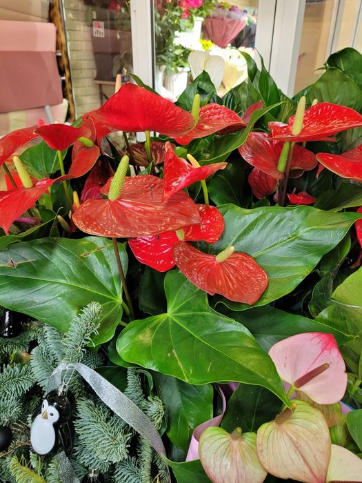 Антуриум. Мужское счастье