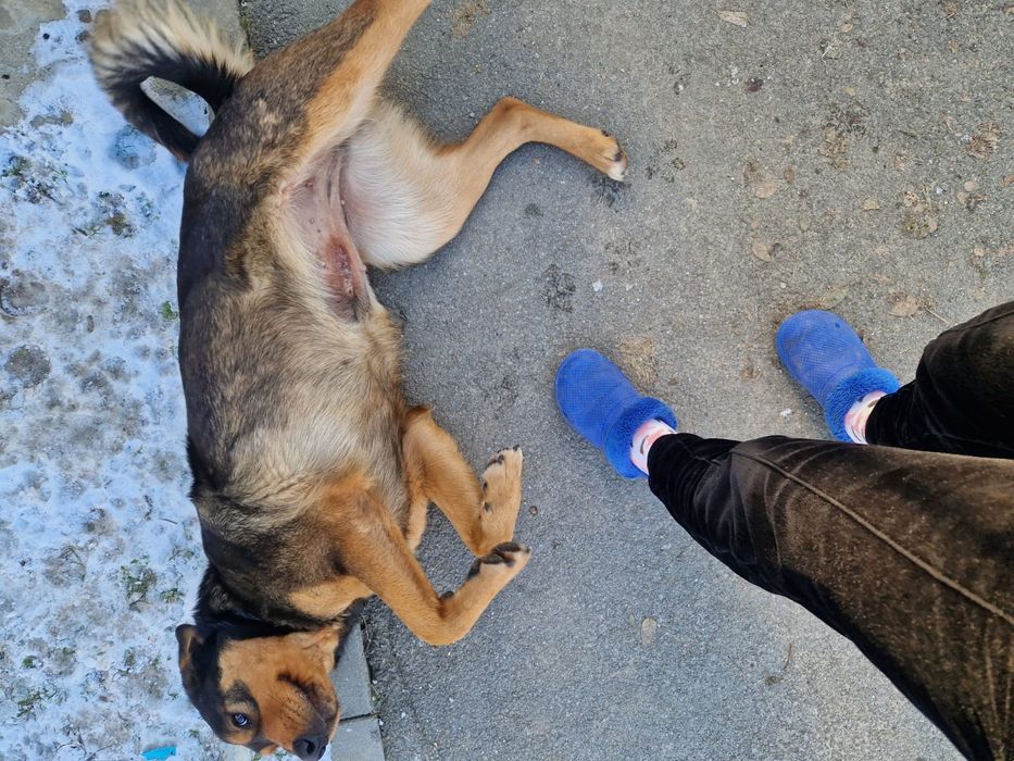 Donez caine femela si mascul