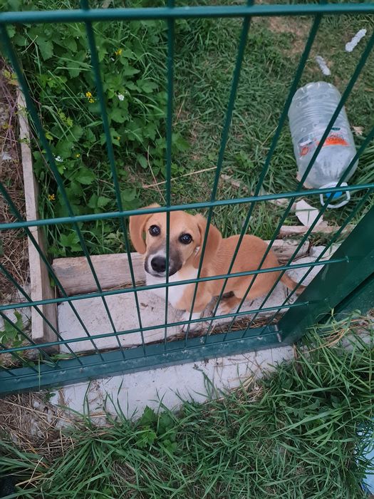 Подаряваме мъжко кученце