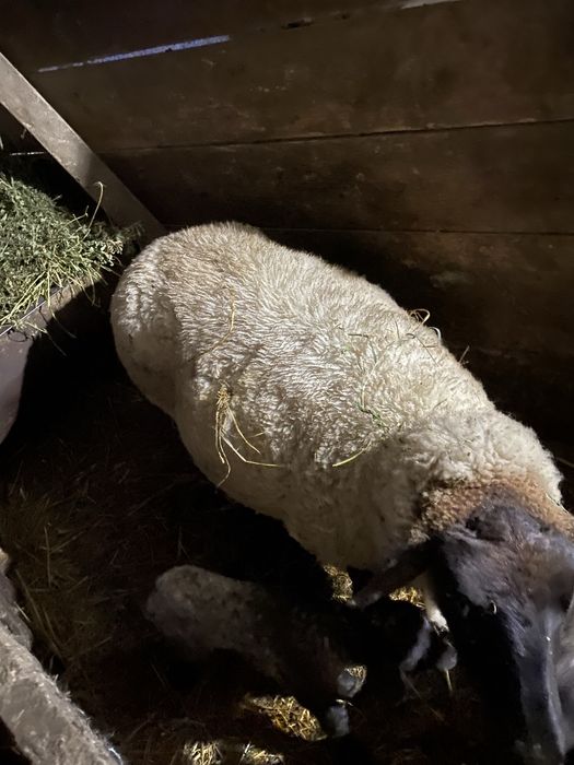 Vand oi rasa suffolk