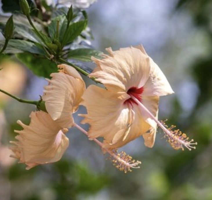 Гибискус, китайская роза.