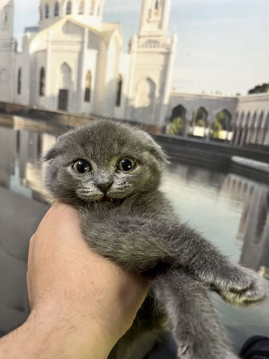 Scottish fold 3 oylik mushukchalar 100$ dan