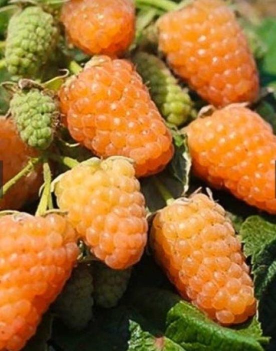 Продам саженцы малины Полька