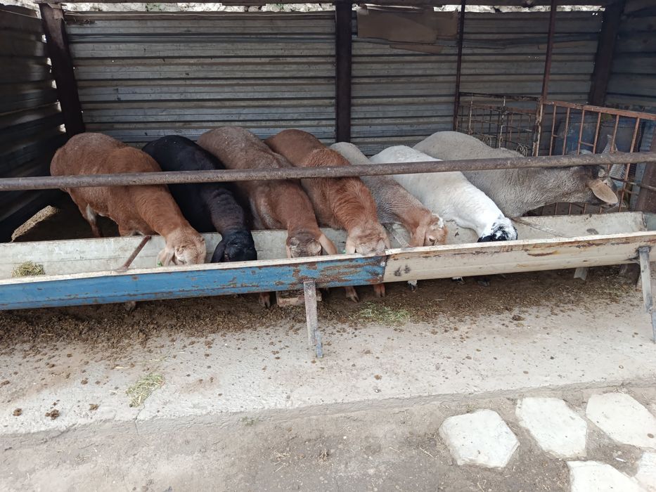 Арашан ва хисори куйлар сотилади