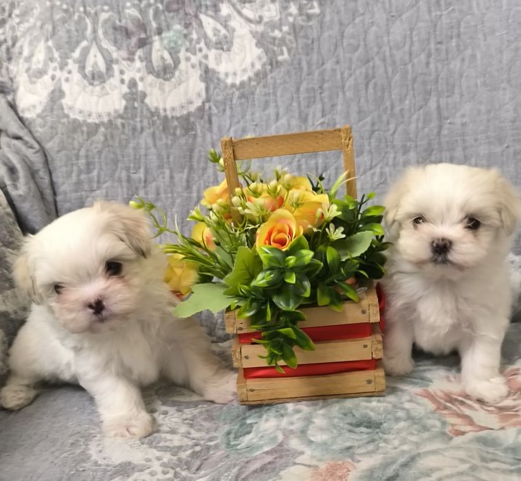 Щенки мальтийской болонки