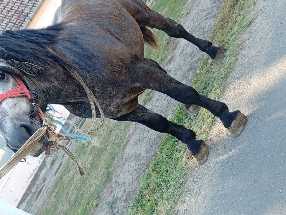 Vând armăsar de 3 ani sur