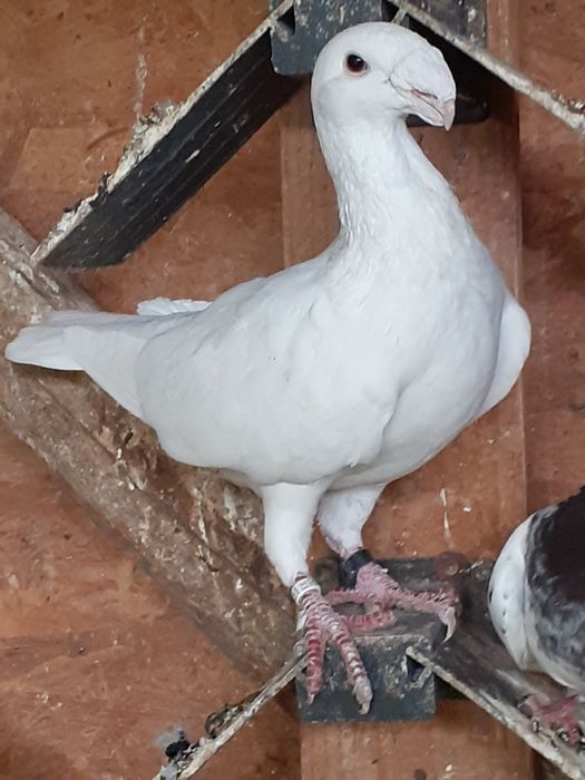 Vând porumbei germani de frumusete