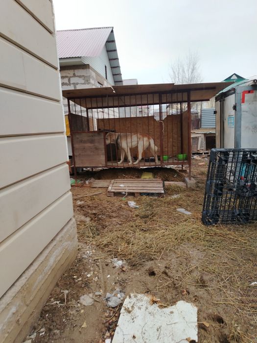 Продам собака Алабай