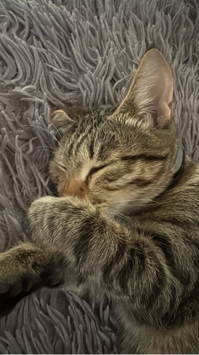 Котенок 5 месяцев