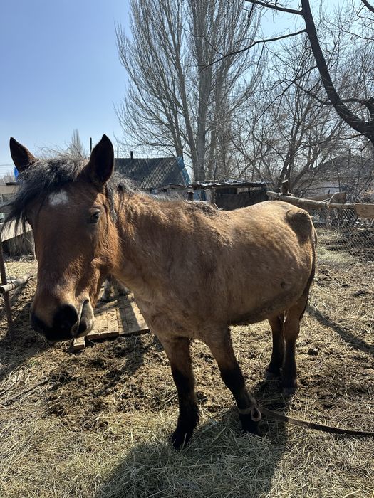 Сауын бие және қысыр бие