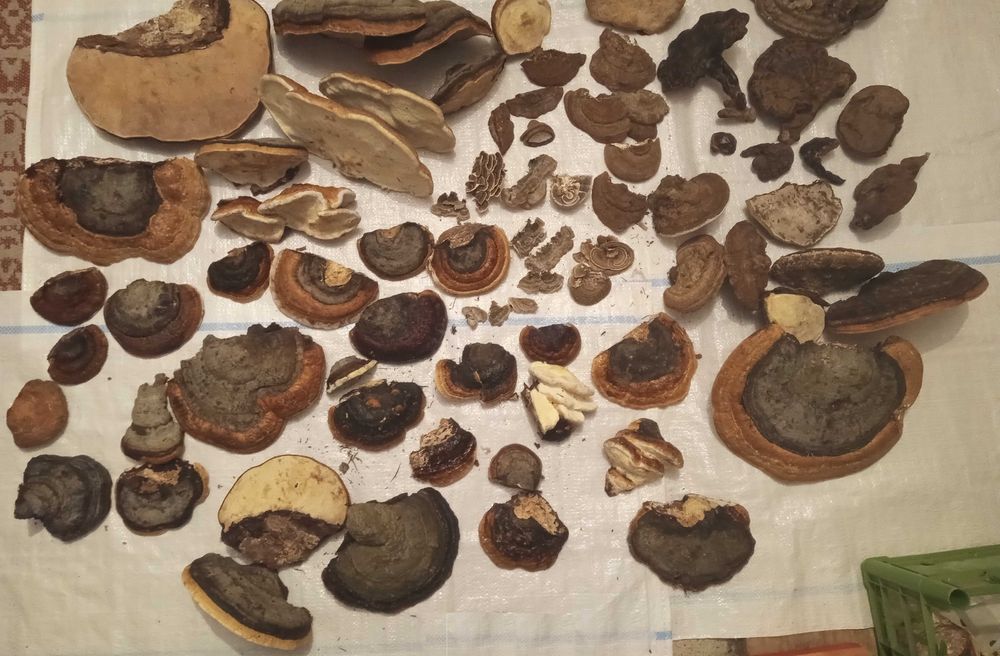 Phellinus Robustus ciuperci terapeutice efect citostactic