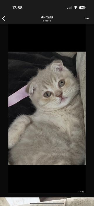 Шотланский котёнок скоттиш фолд