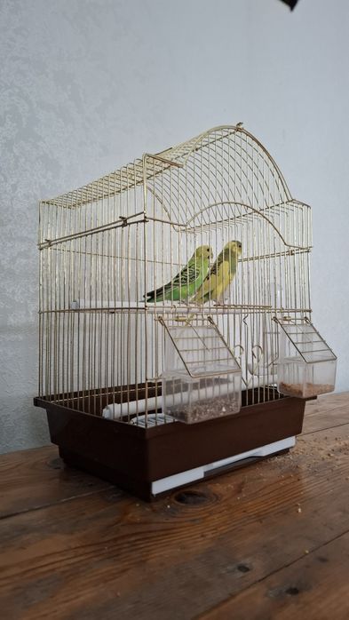 Продам попугая. 2 шт.