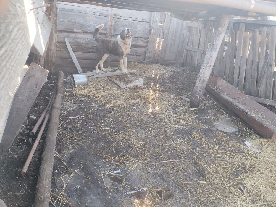 Продам суку Алабай