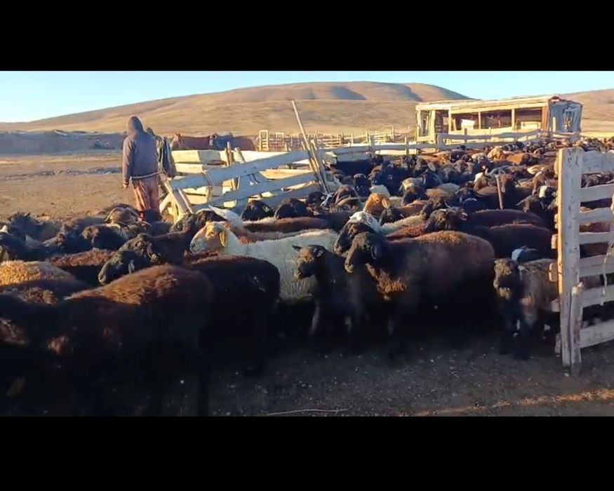 Қой,бараны, қозы сатылады