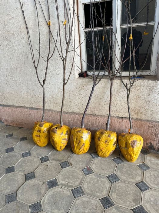 Саженцы плодовых деревьев