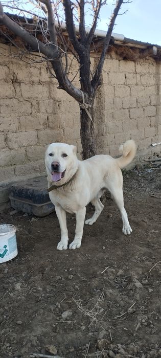 Алабай кабель 2 год