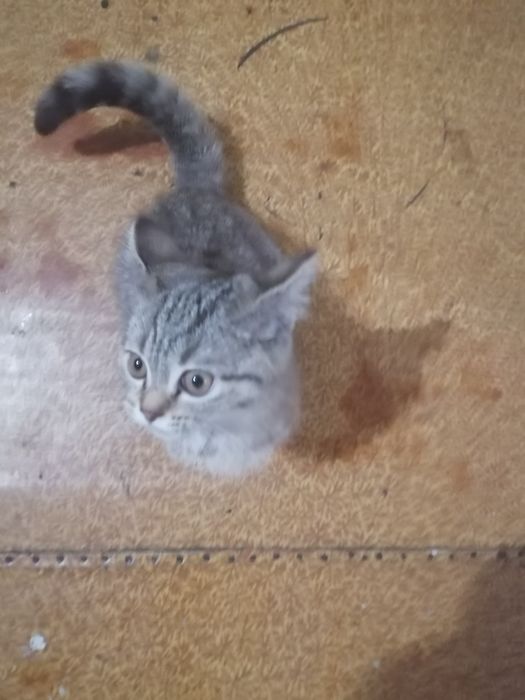 Отдам кошку в добрые руки