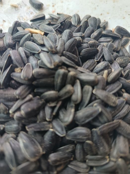 Porumb,Triticale, grau furajer .Floarea soarelui