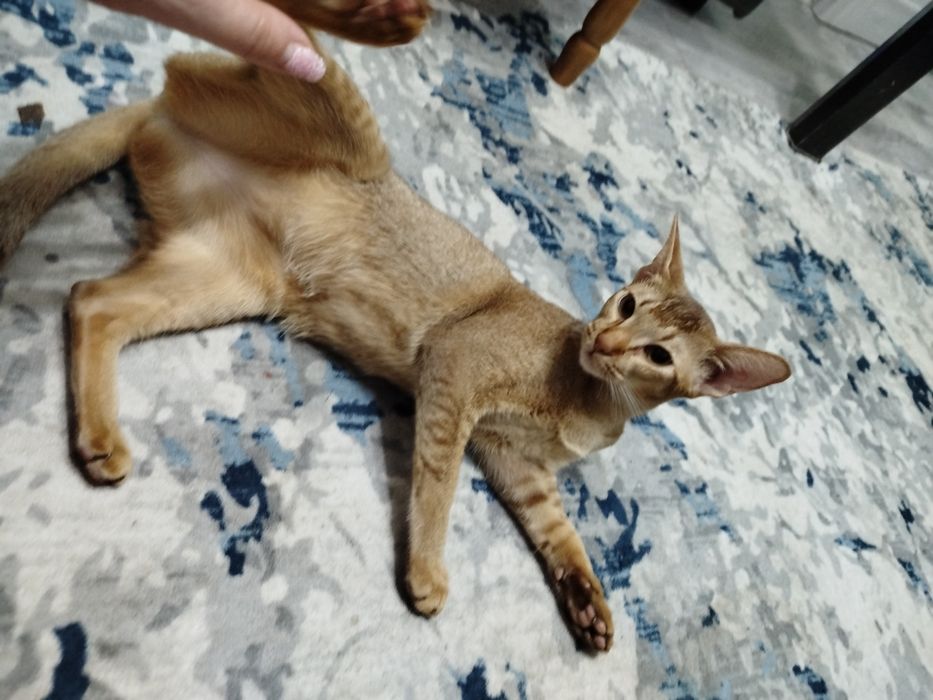 Животные девочка ищет мальчика