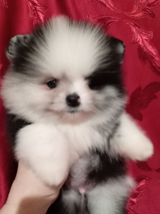 Продам щенка шпица