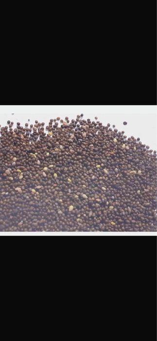 Vand seminte de lucerna