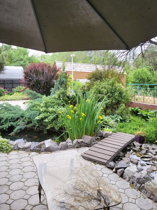 Ирис болотный желтый