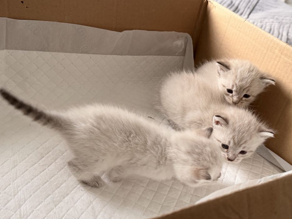 Отдам сиамских котят