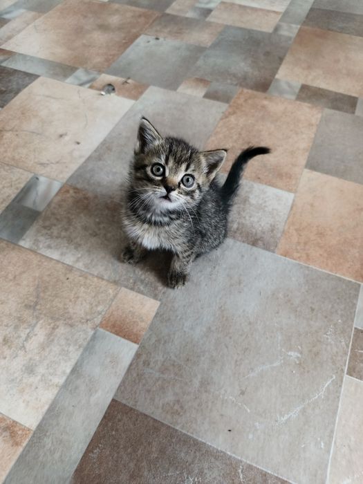 Отдам котёнка девочку, будет 2 месяца