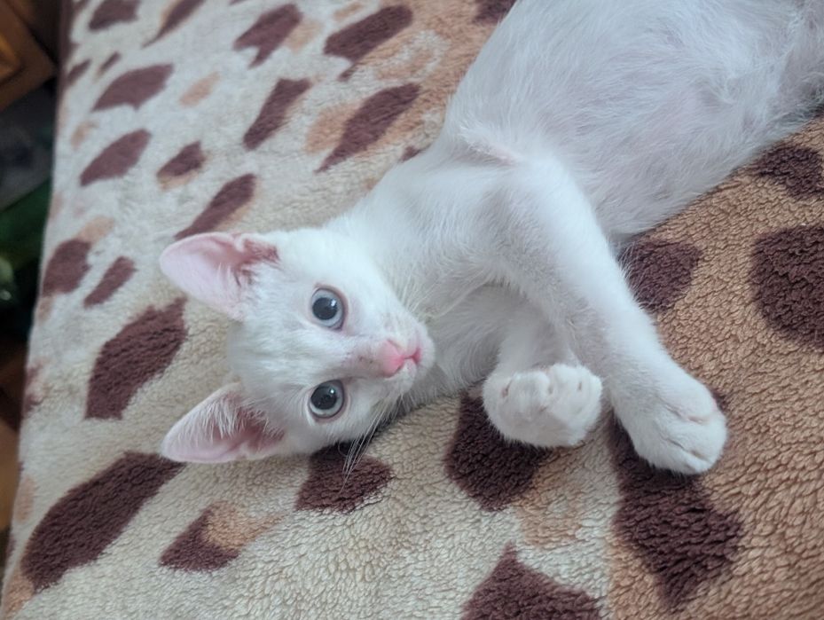 Pisoi pentru adopție