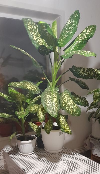 Продам цветы комнатные.