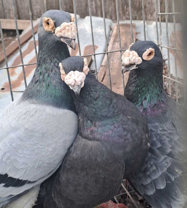 Porumbei Voiajor stil vechi