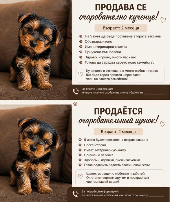 Продавам кученце Йоркширски териер два месеца, мъжко.