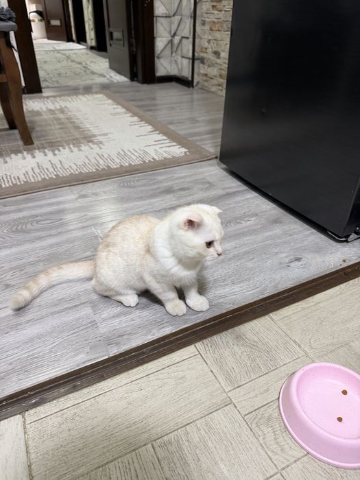 British shorthair